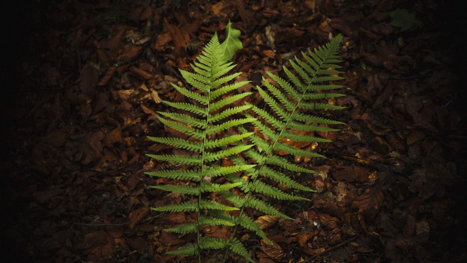 Лаксограмма папоротник