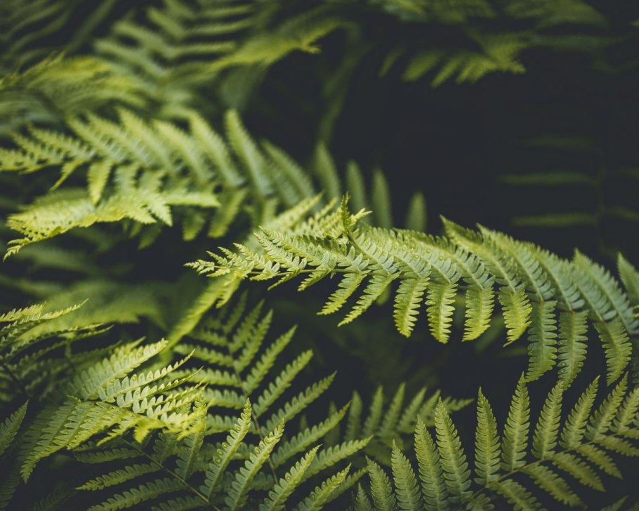 Щитовник Крымский