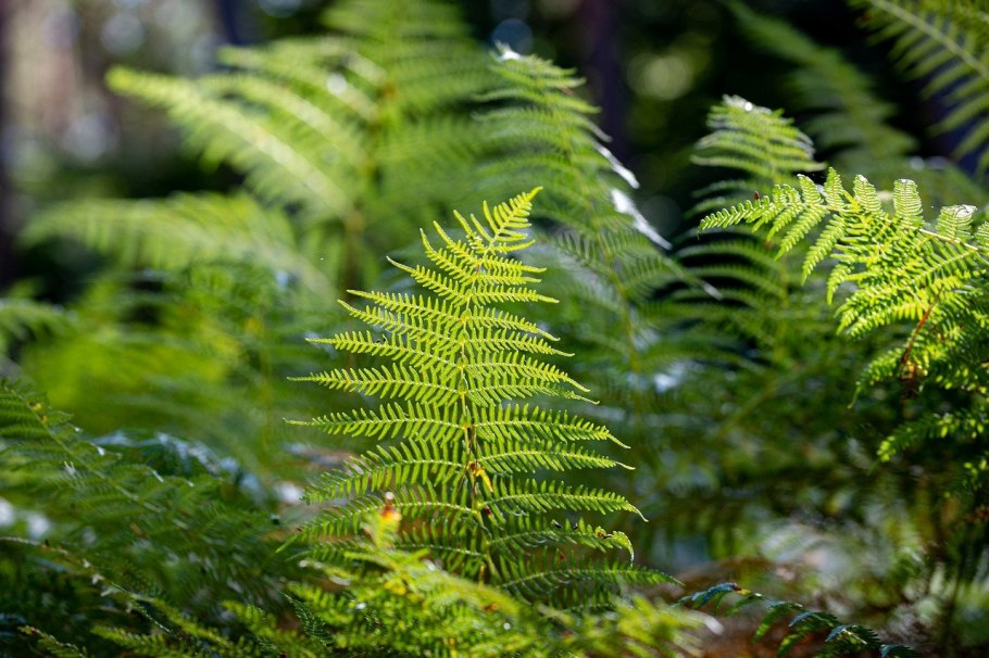 Папоротник щитовник лесной