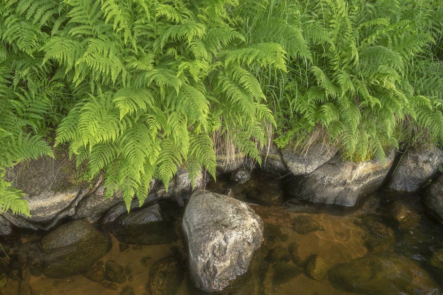 Орляк обыкновенный (Pteridium aquilinum)