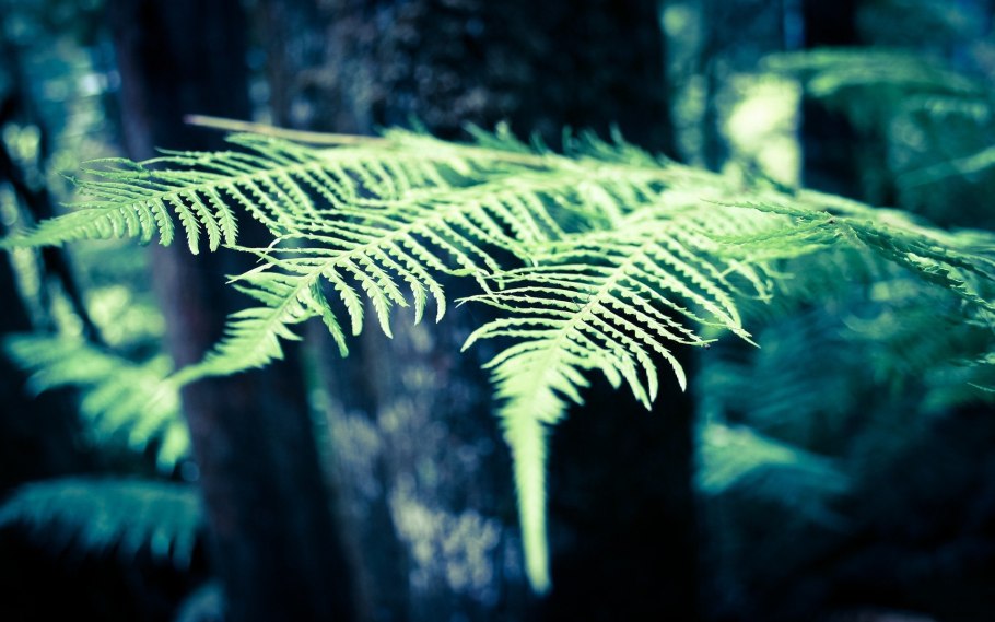 Папоротник растет