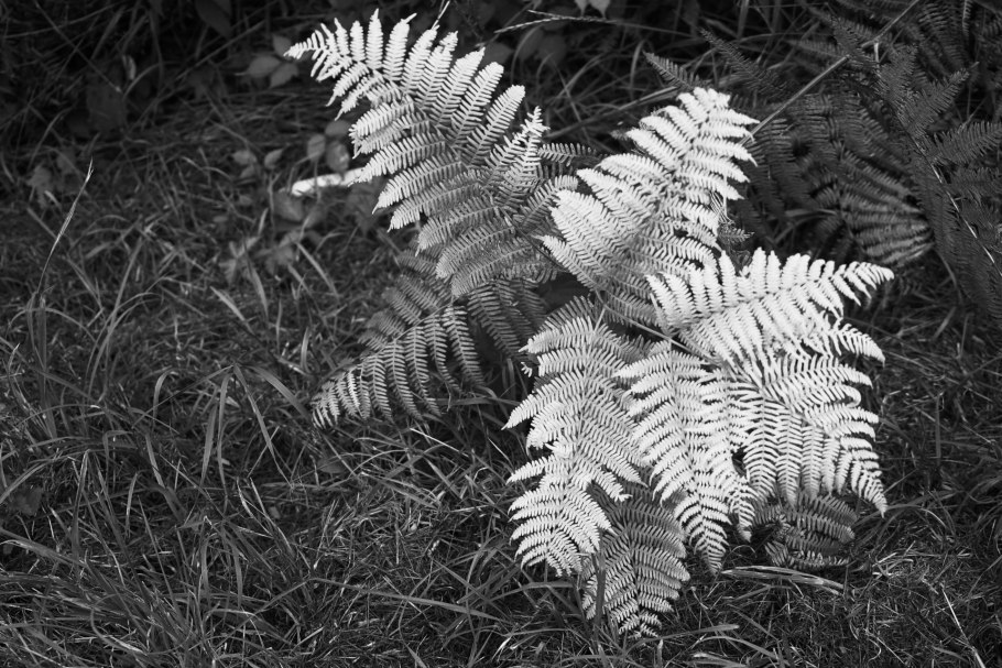 Папоротник альбинос