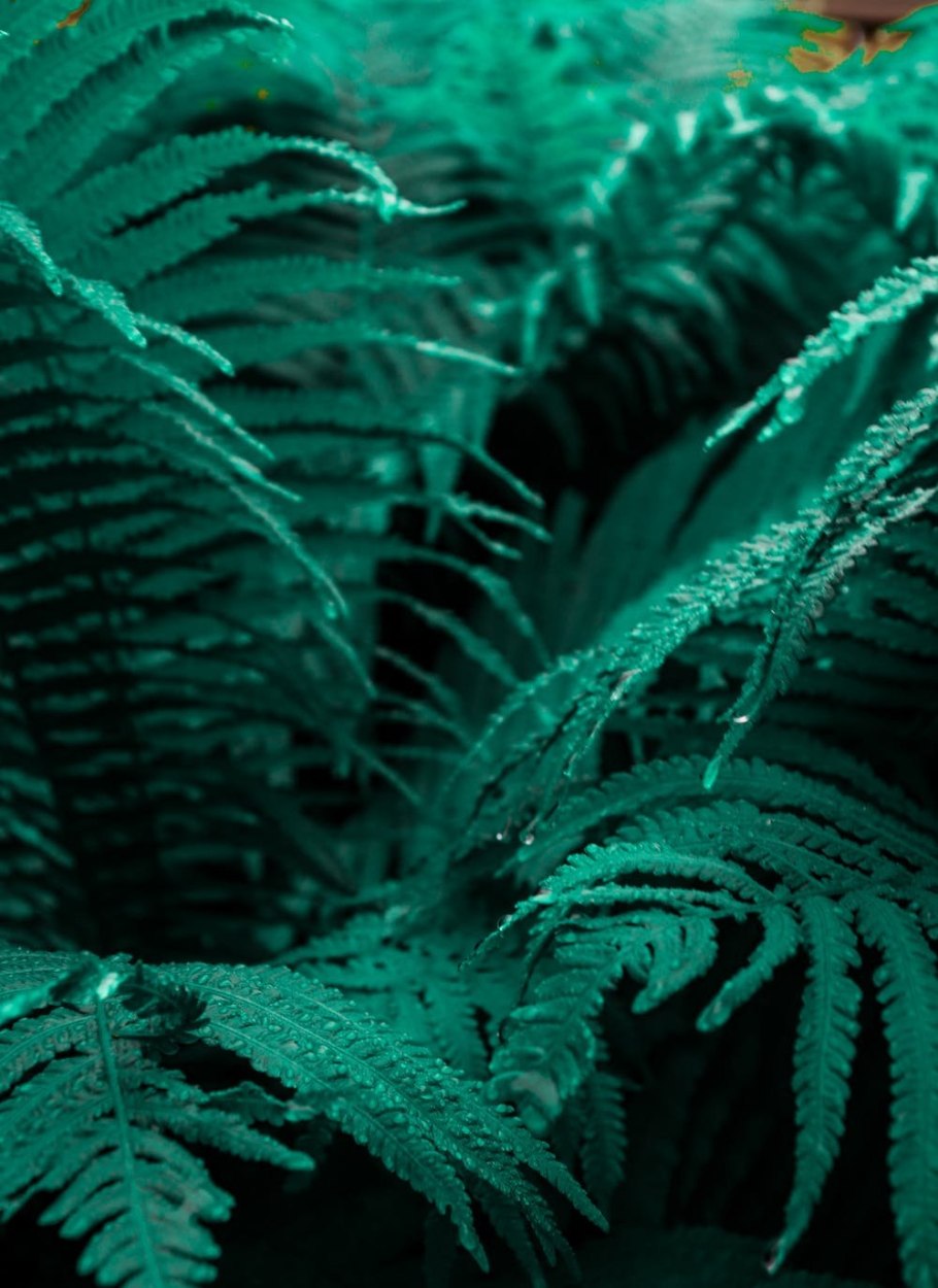 Ветви папоротника