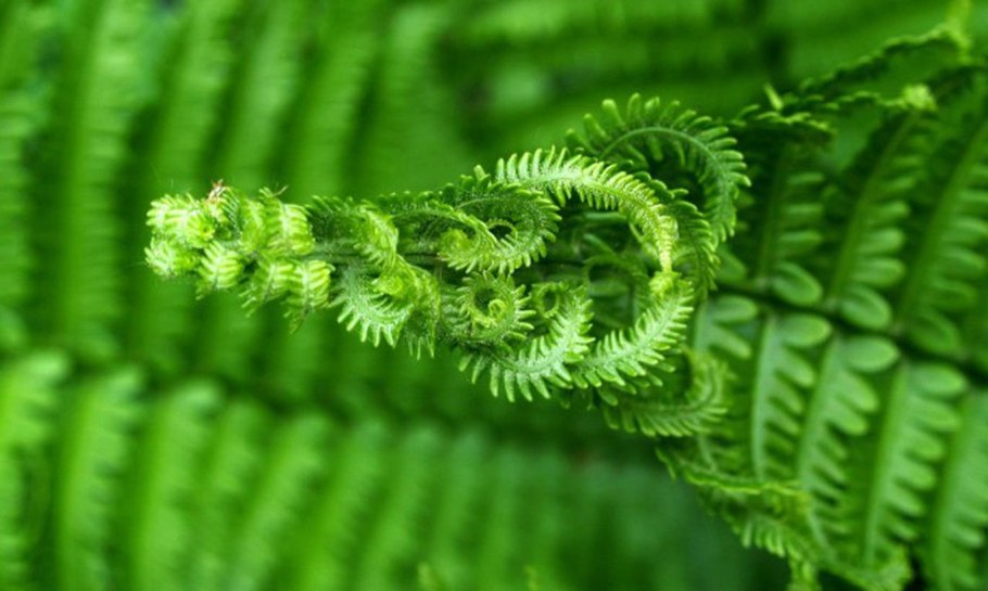 Папоротник орляк дальневосточный