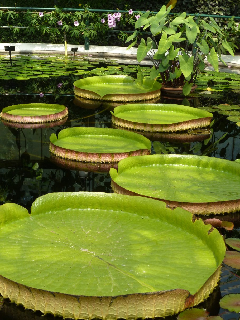 Виктория амазонская (victoria amazonica)