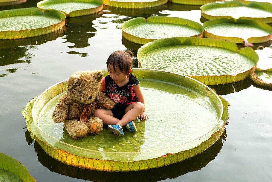 Виктория Амазонская (Victoria Amazonica)