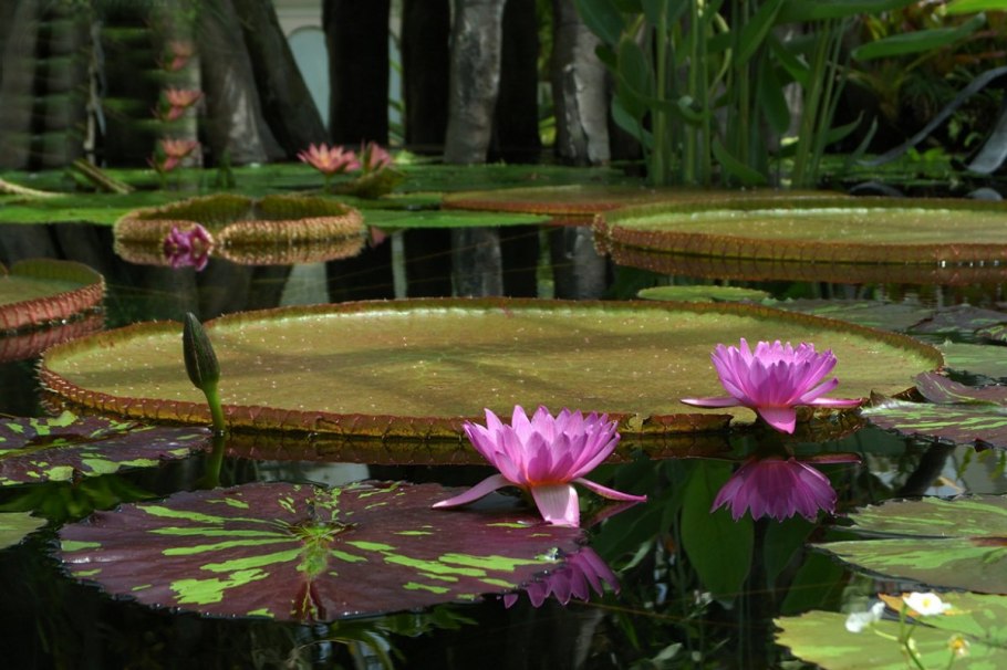 Виктория Регия Амазонская