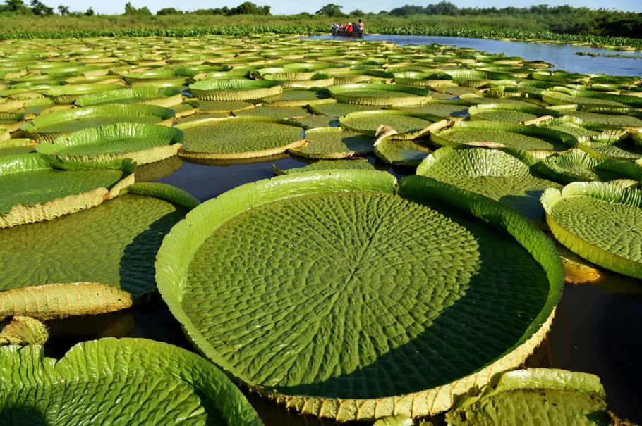 Victoria amazonica