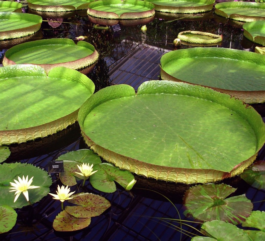 Крупнейшее водное растение