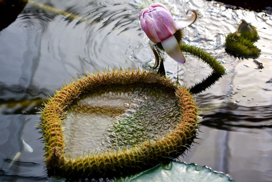 Кувшинка виктория амазонская