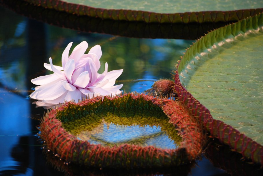 Кувшинка виктория