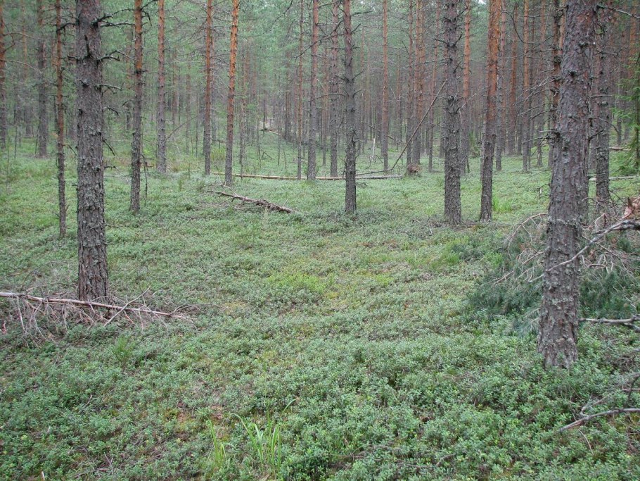 Воронец толстоножковый