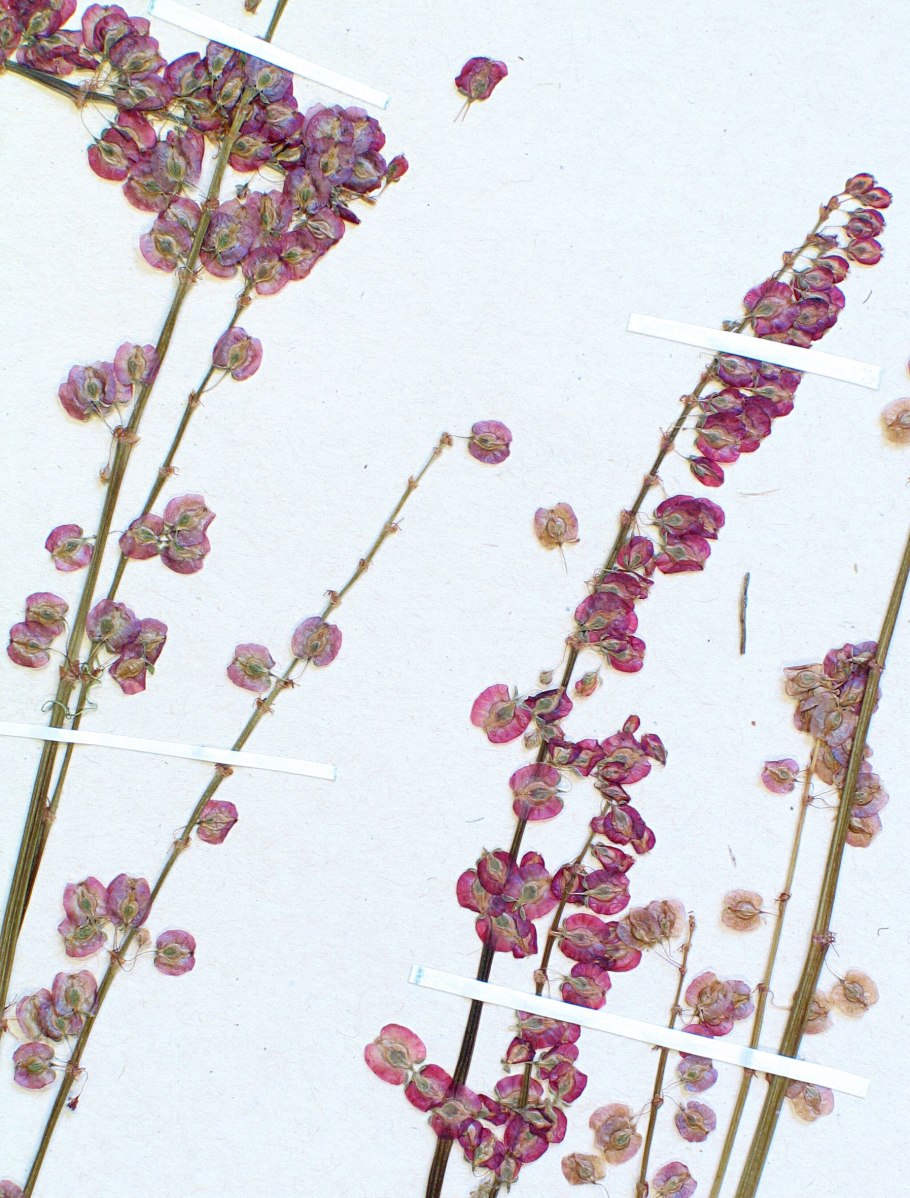 Щавель кислый Rumex acetosa