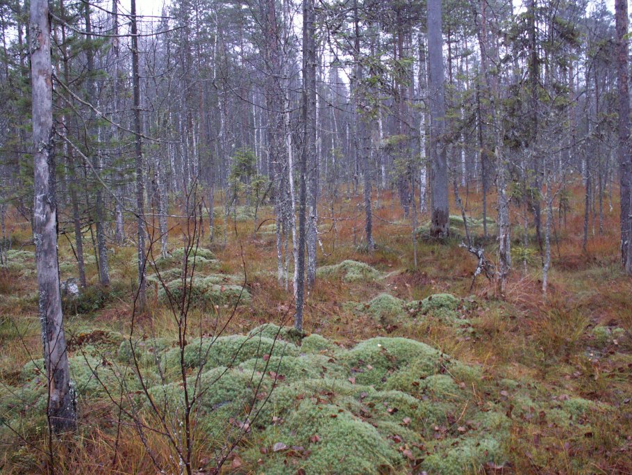 Ельник Кисличник