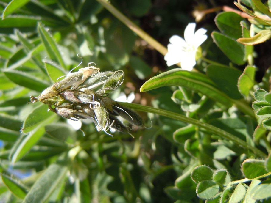 Стронгилогнатус Альпинус