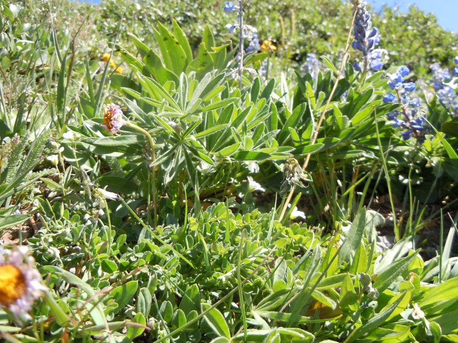 Астрагал песчаный фото