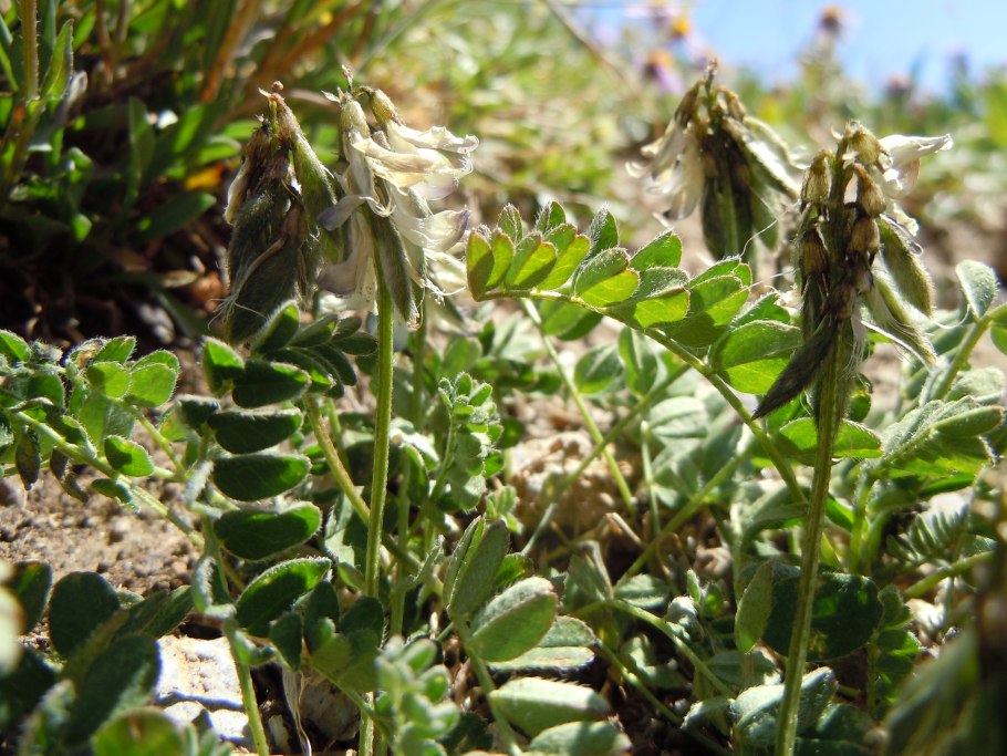 Астрагал кавказский