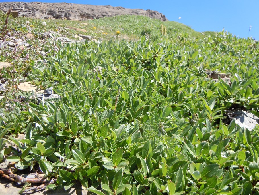 Gypsophila perfoliata