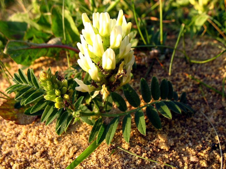 Astragalus Onobrychis гербарий