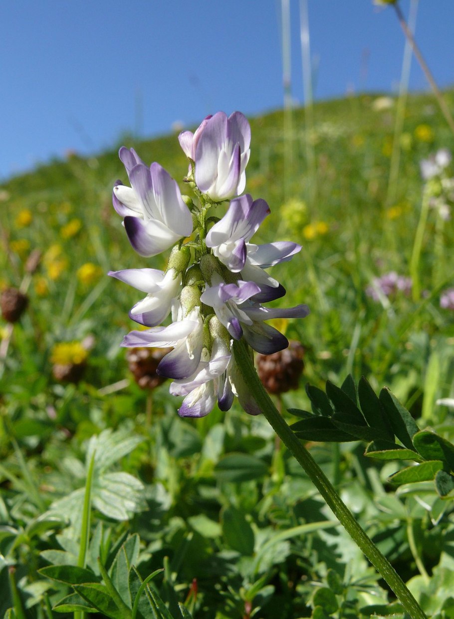 Астрагал Альпийский питательная