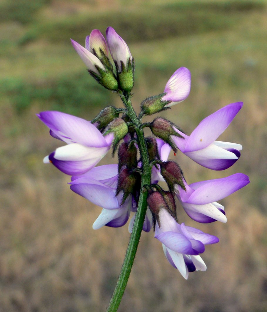 Астрагал кость