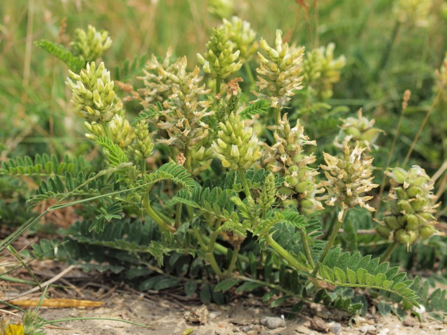 Астрагал нутовый