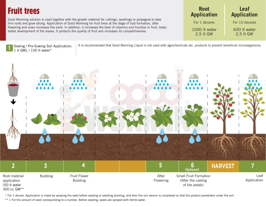 Phases of Development Fruit Trees