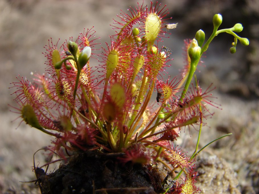 Agrostemma githago