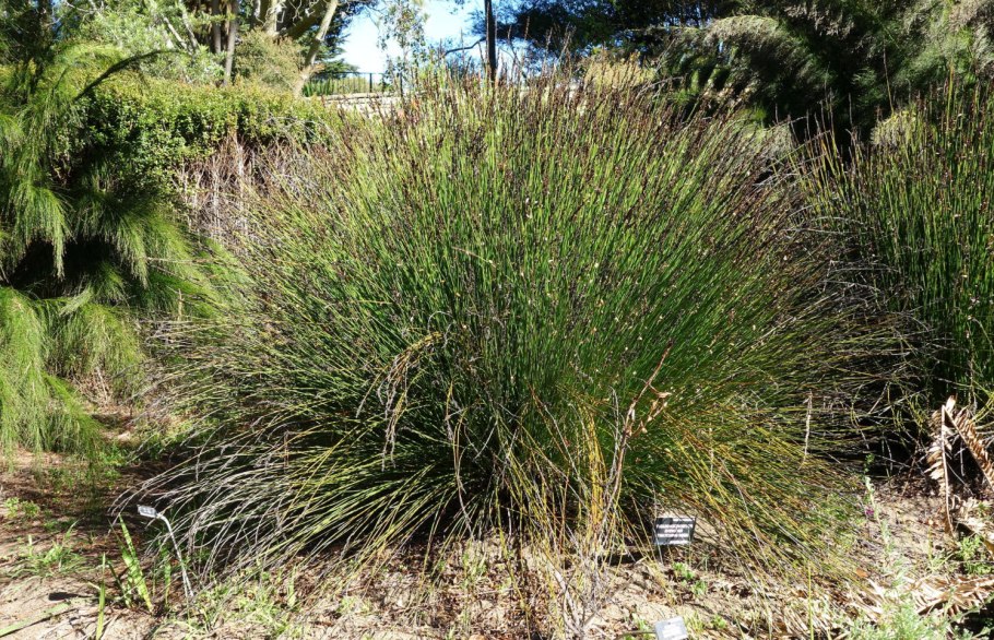 Elegia tectorum, Морозостойкость