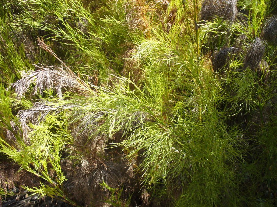 Канатчиковых (Restionaceae),
