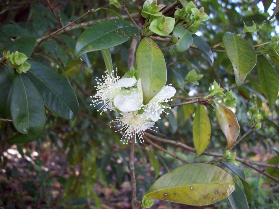 Aerva javanica