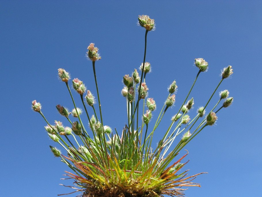 Ischyrolepis subverticillata