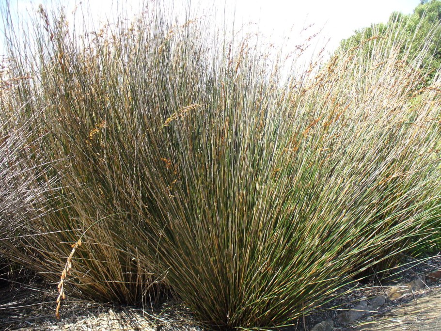 Restionaceae