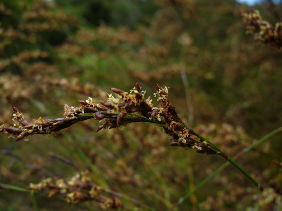 Канатчиковых (Restionaceae),