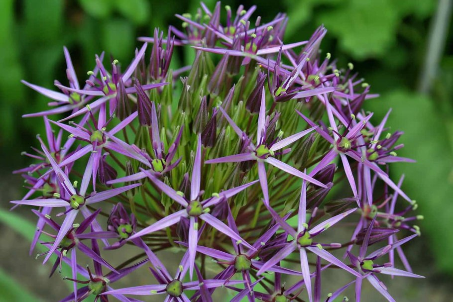 Питтоспорум Тобира (Pittosporum Tobira),