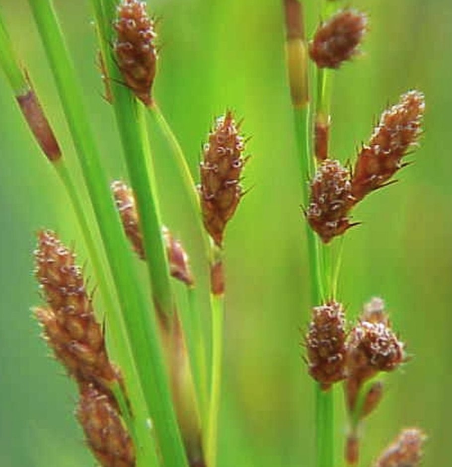 Rhodocoma capensis