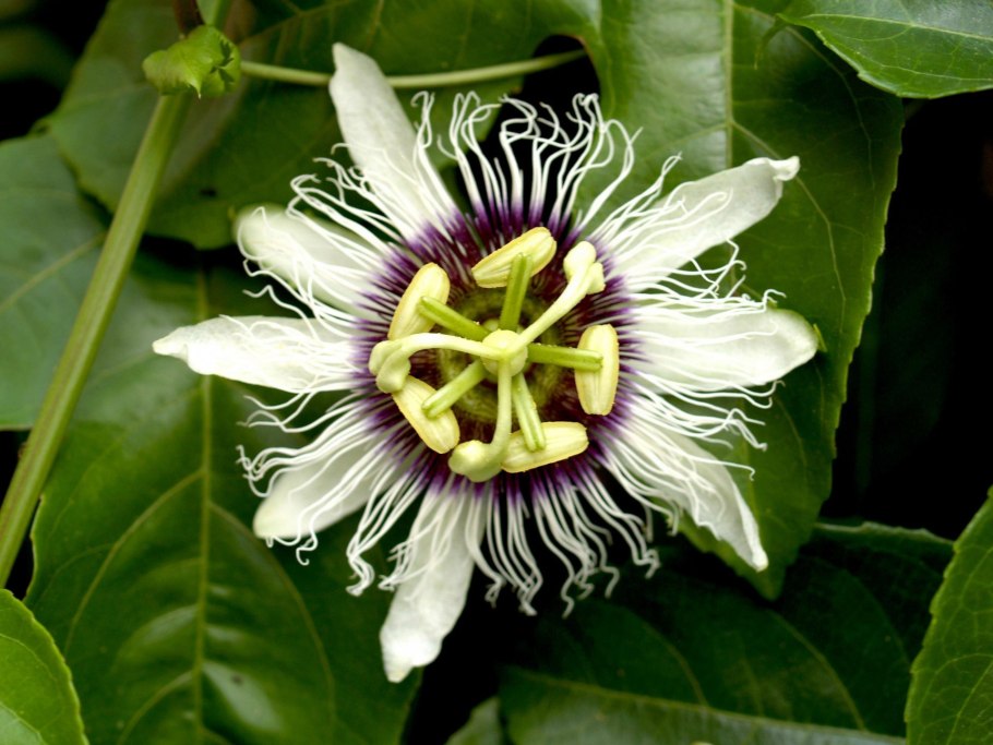 Boscia senegalensis