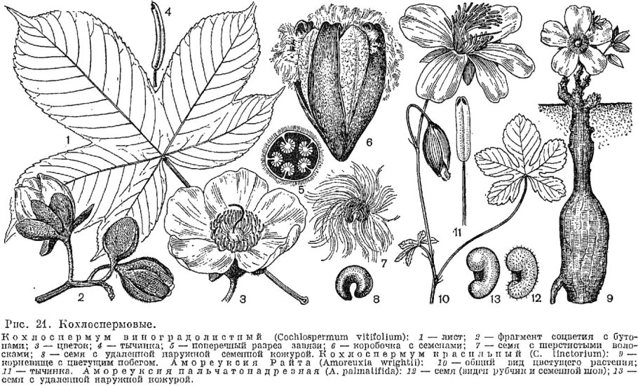 Пикульник обыкновенный (Galeopsis tetrahit)