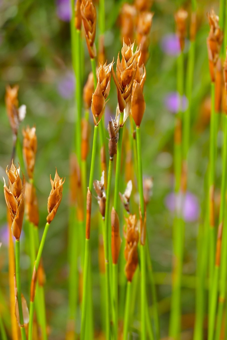Centrolepis drummondiana