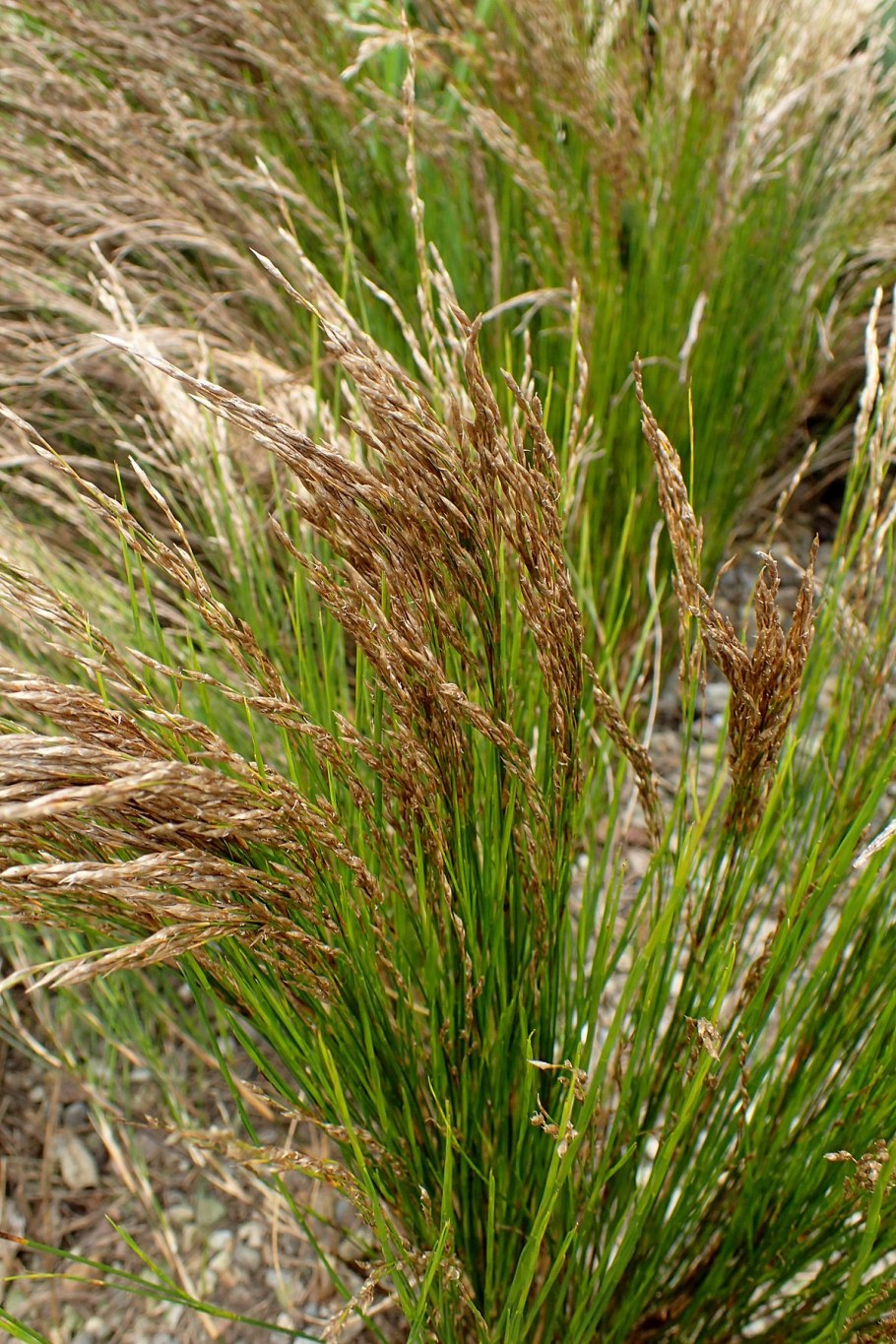 Ischyrolepis subverticillata