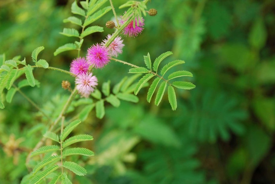 Манжишта rubia cordifolia