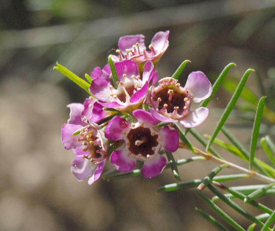 Chamelaucium uncinatum
