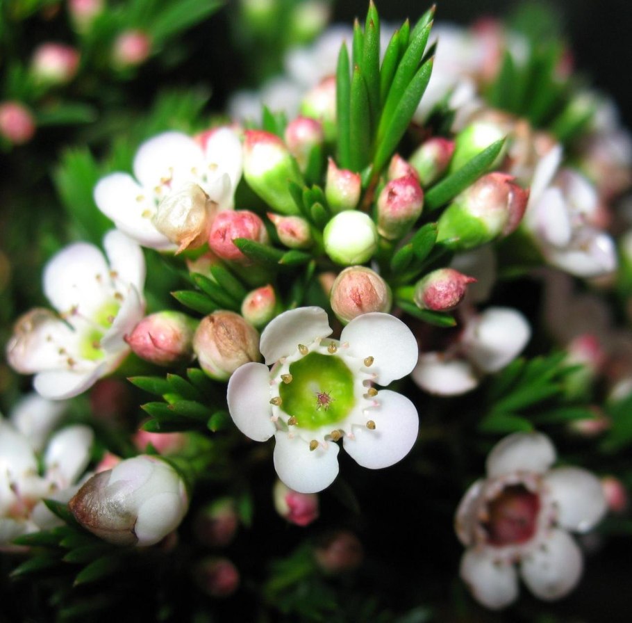 Chamelaucium uncinatum