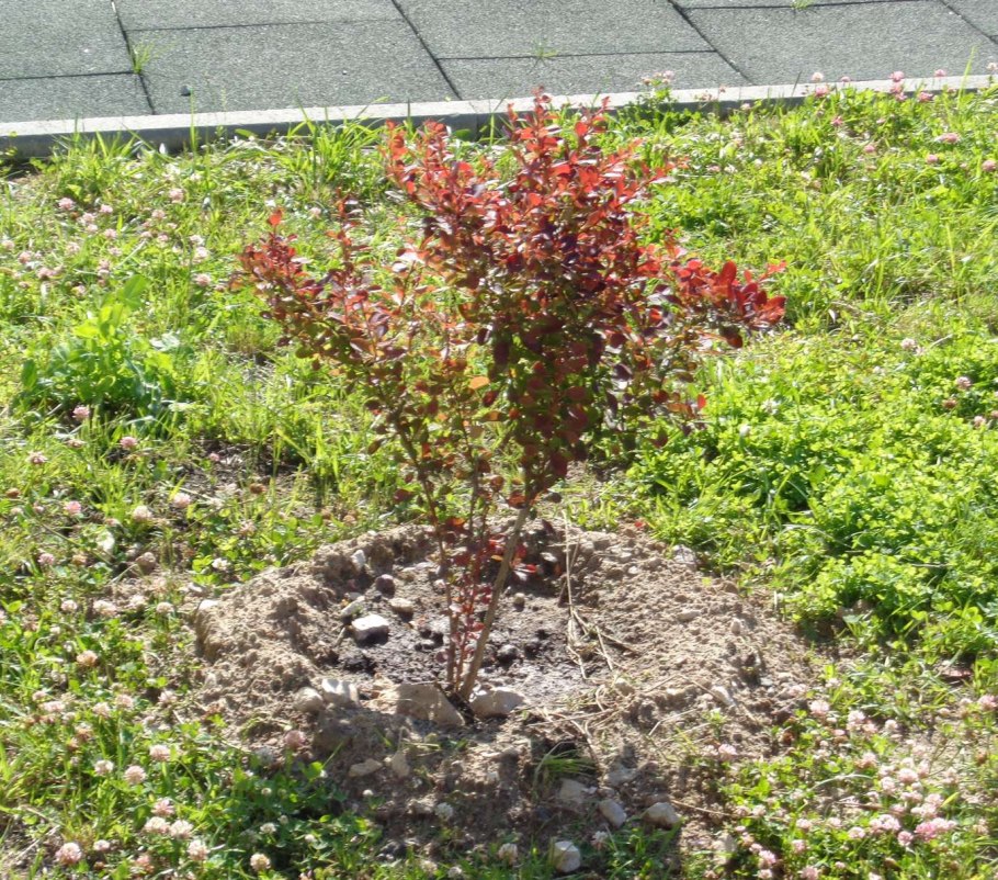 Барбарис Georgian Spices