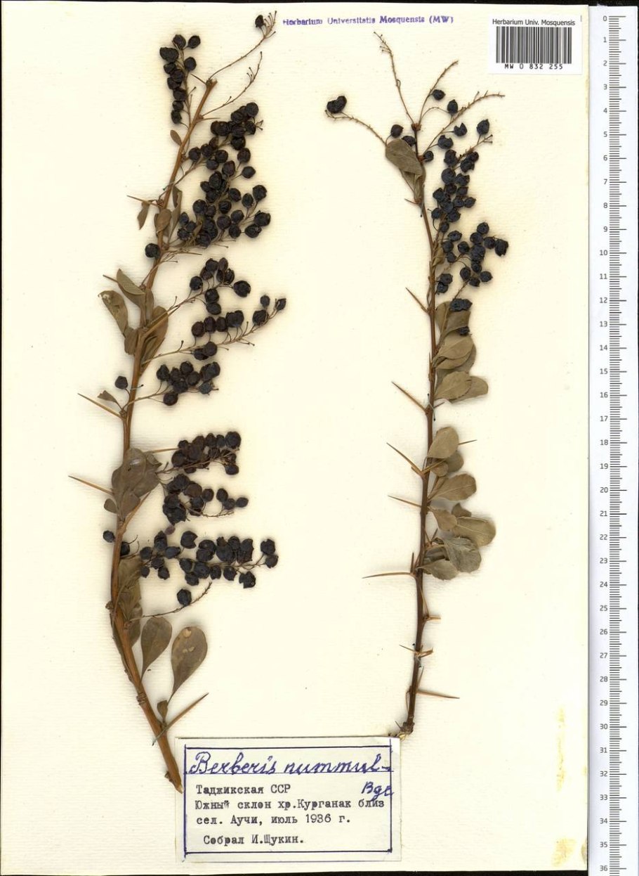 Барбарис Вильсона