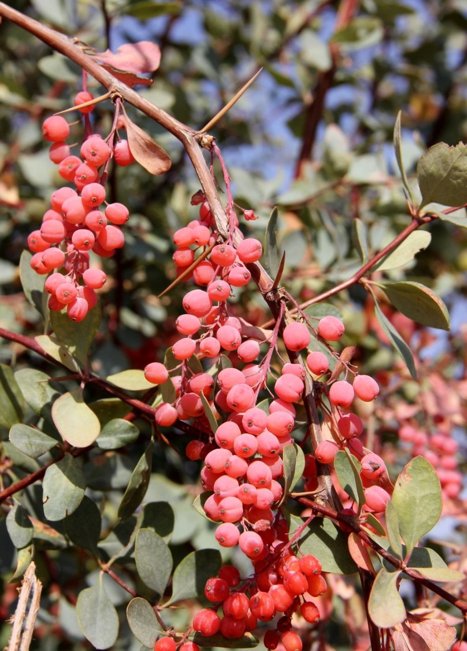 Барбарис цельнокрайний ( Berberis integerrima)