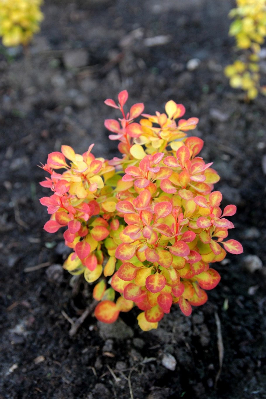 Барбарис оттавский Суперба