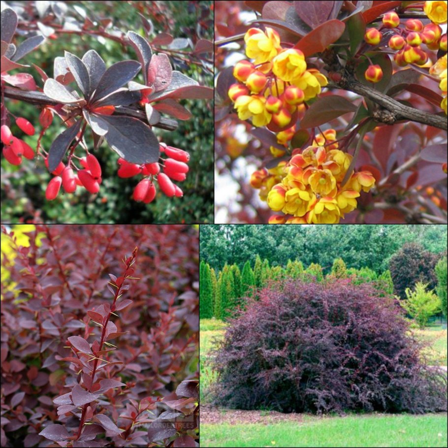 Барбарис Амурский