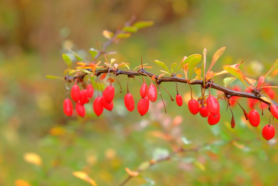 Барбарис Индиан саммер