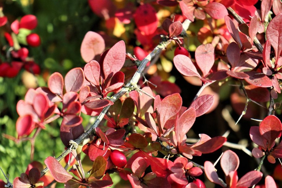 Барбарис продолговатый berberis oblonga
